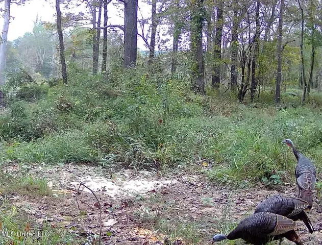 $975,000 | 3114 County Road 212, Water Valley, MS 38965