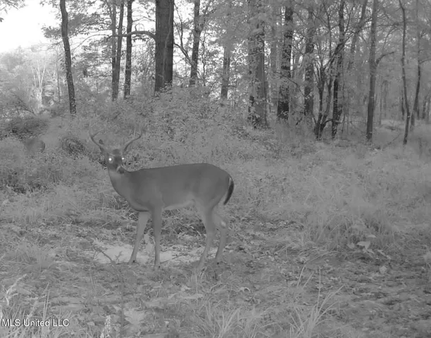 $975,000 | 3114 County Road 212, Water Valley, MS 38965