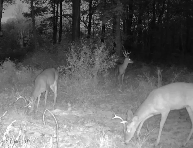 $975,000 | 3114 County Road 212, Water Valley, MS 38965