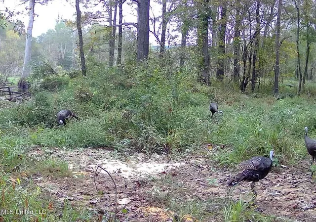 $975,000 | 3114 County Road 212, Water Valley, MS 38965