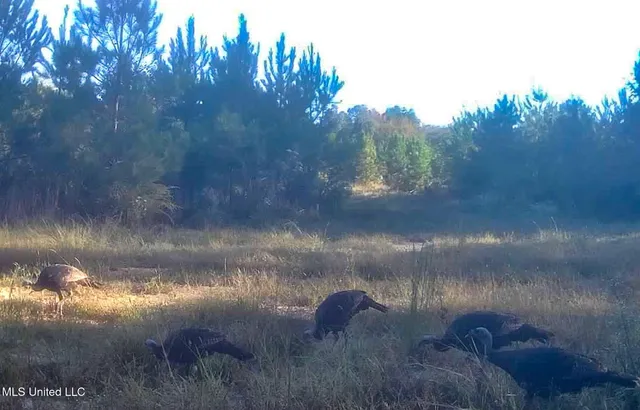 $975,000 | 3114 County Road 212, Water Valley, MS 38965