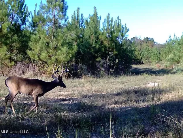 $975,000 | 3114 County Road 212, Water Valley, MS 38965