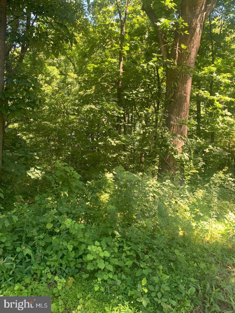 Forest Road Front Royal, VA 22630 - Photo 2 of 4 Gallery Image 2