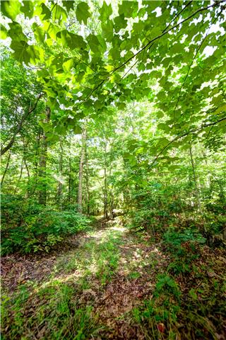 0 Wash Roberts Road McMinnville, TN 37110 - Photo 1 of 11 a view of a lush green forest