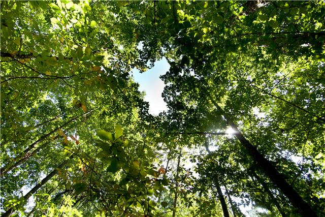 0 Wash Roberts Road McMinnville, TN 37110 - Photo 3 of 11 a view of a tree