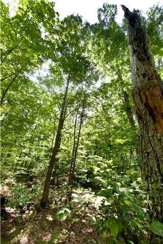 0 Wash Roberts Road McMinnville, TN 37110 - Photo 5 of 11 a view of a tree