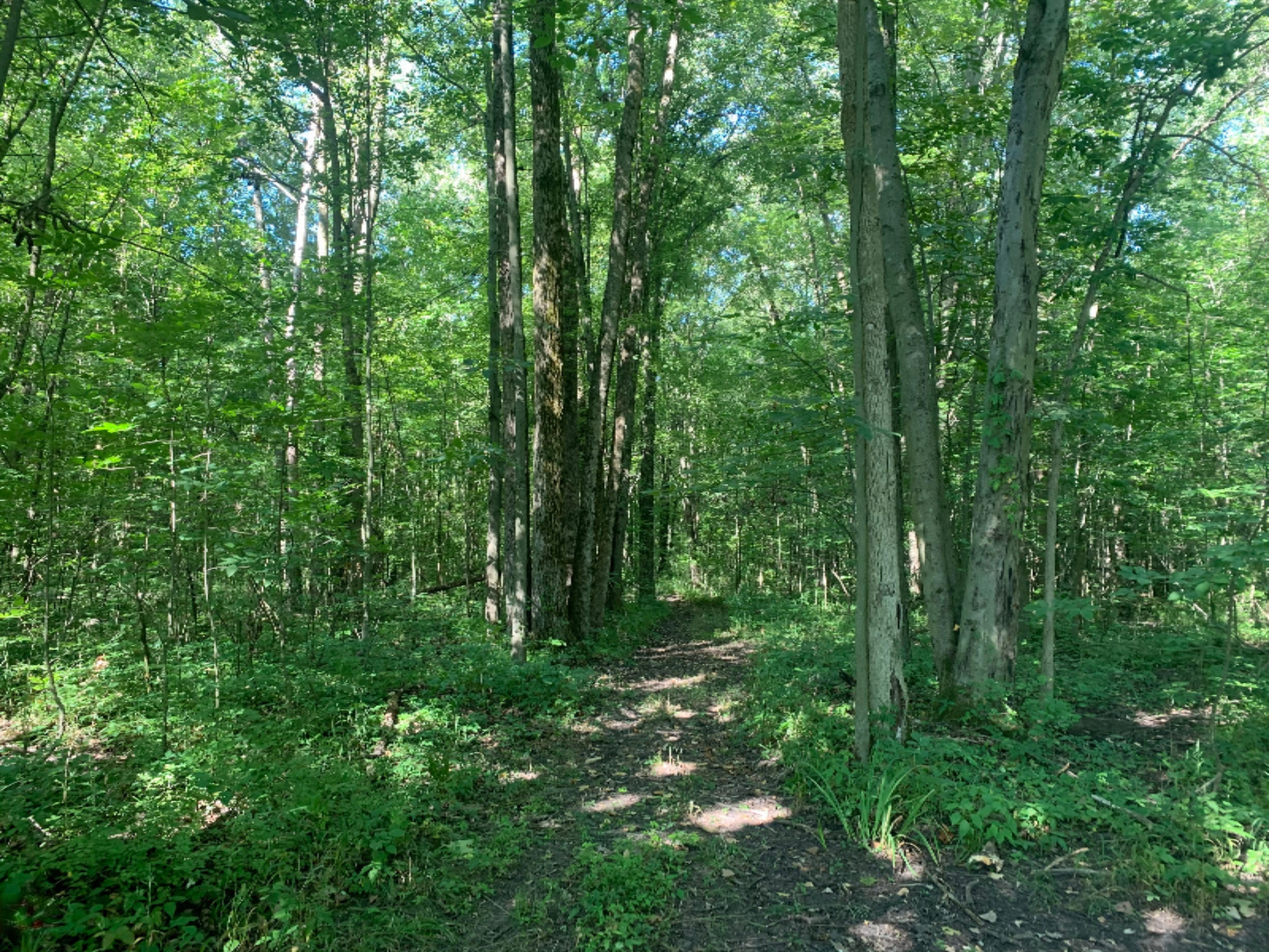 0 Adolph Road Union City, MI 49094 - Photo 21 of 45 IMG_7932