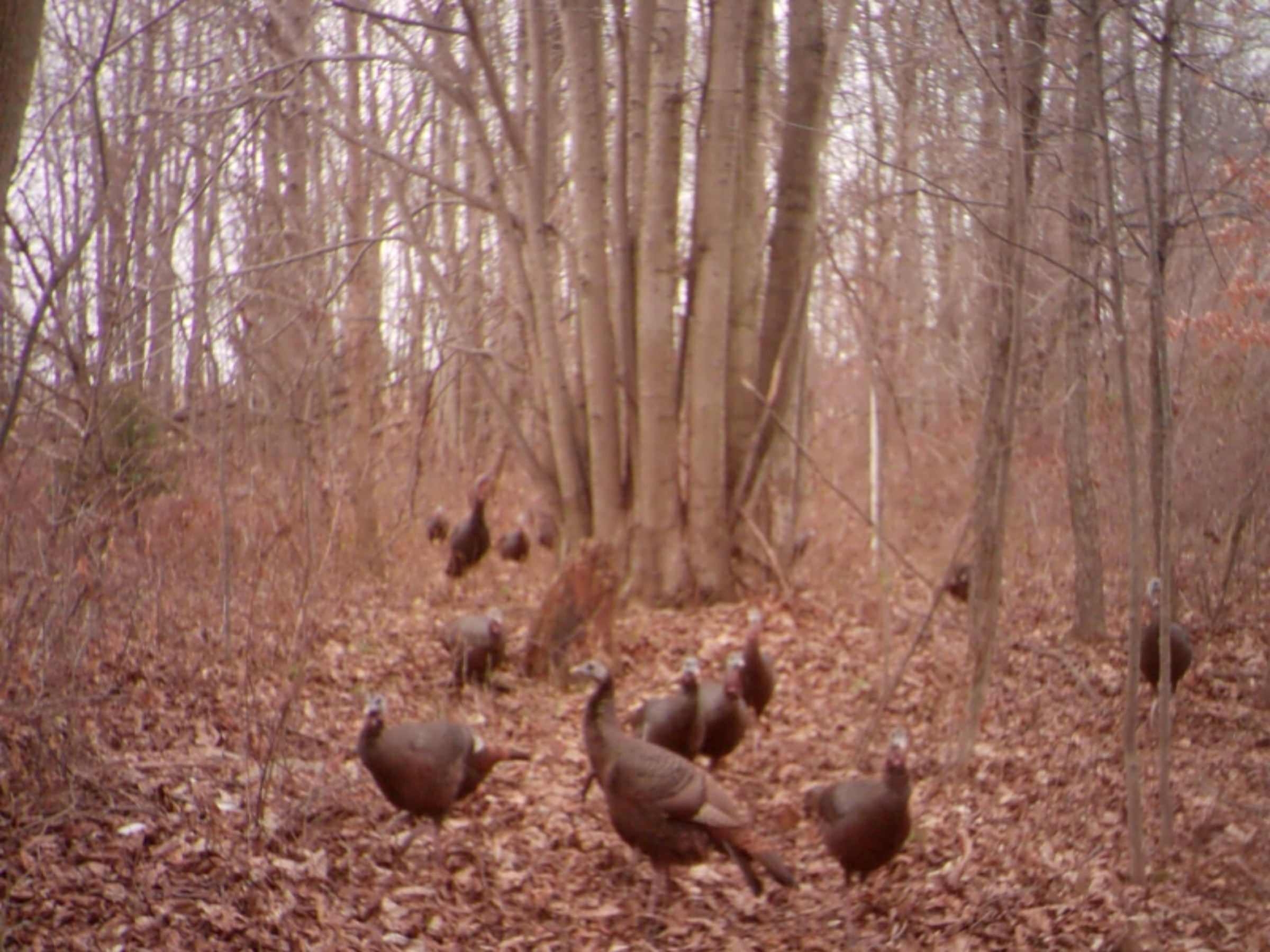 0 Adolph Road Union City, MI 49094 - Photo 39 of 45 57