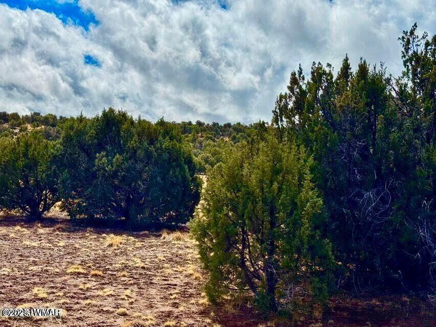 8256 Tbd Co Road Show Low, AZ 85901 - Photo 11 of 30 20250415064314077692000000-o