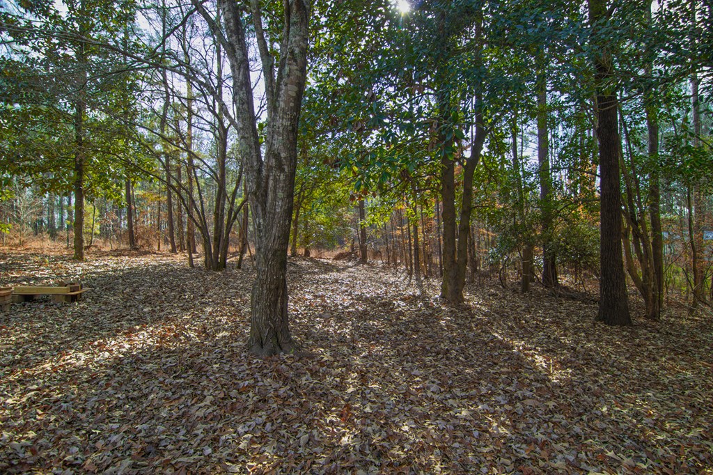 10933 Us Highway Hamilton, GA 31811 - Photo 38 of 44 a view of a forest with trees in the background