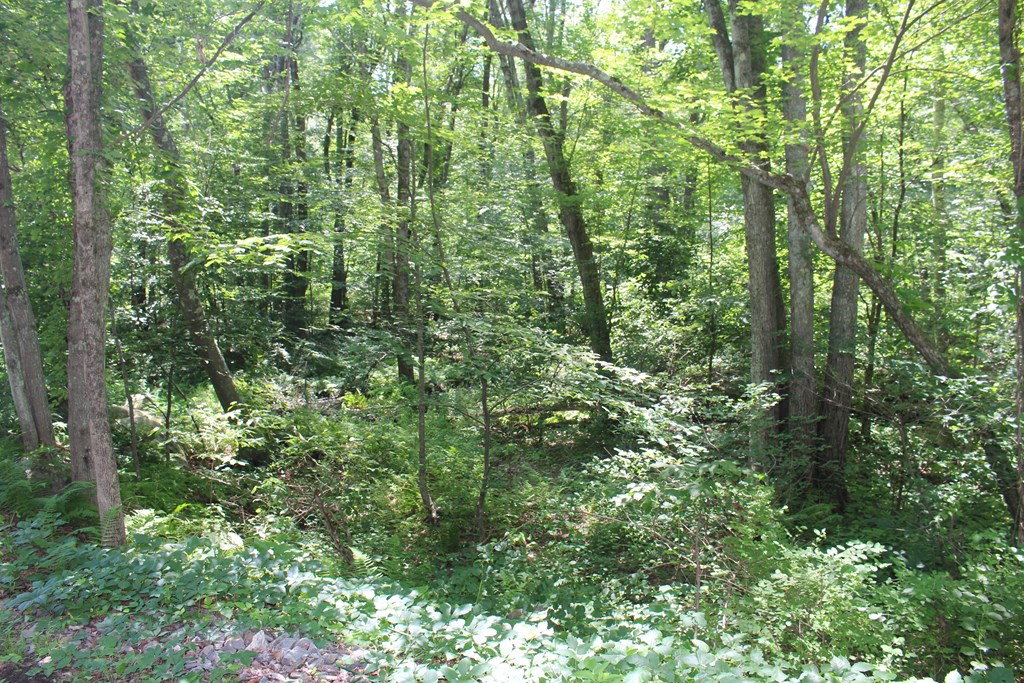 Lot 1 Laurel Road Bolton, MA 01740 - Photo 1 of 15 a view of a lush green forest