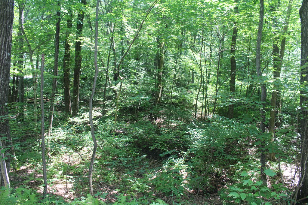 Lot 1 Laurel Road Bolton, MA 01740 - Photo 11 of 15 a view of a forest
