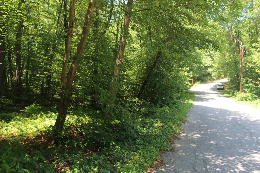 Lot 1 Laurel Road Bolton, MA 01740 - Photo 14 of 15 a view of a yard with plants and large trees