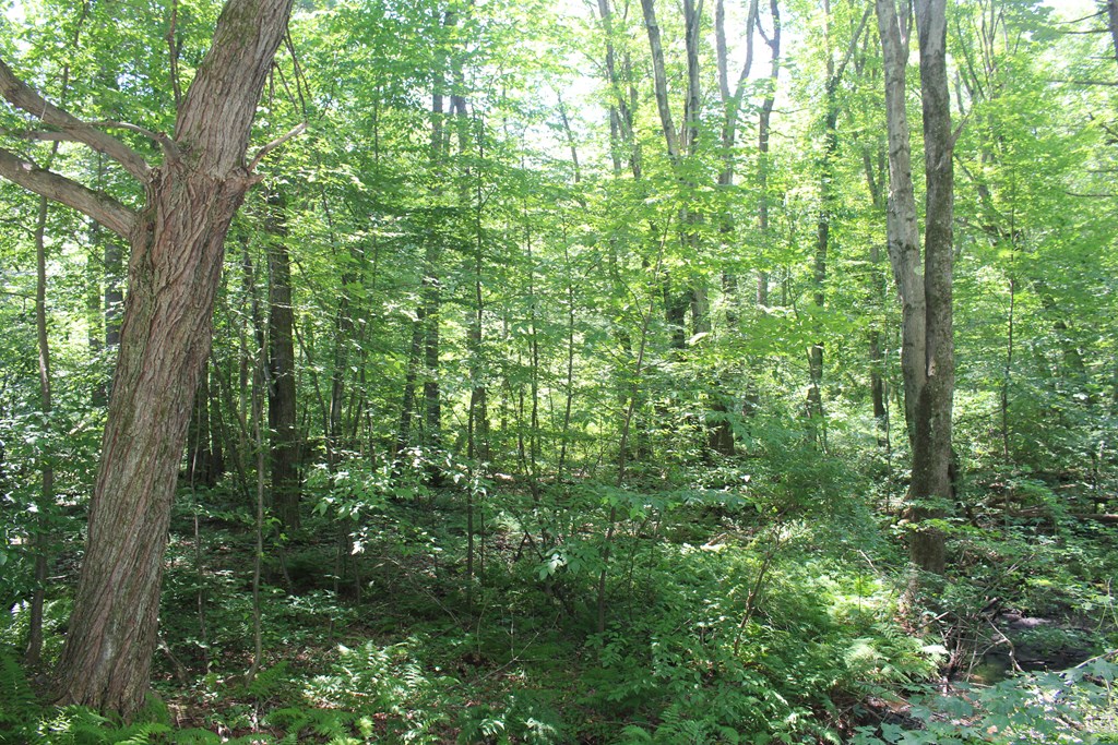 Lot 1 Laurel Road Bolton, MA 01740 - Photo 2 of 15 a view of a lush green forest