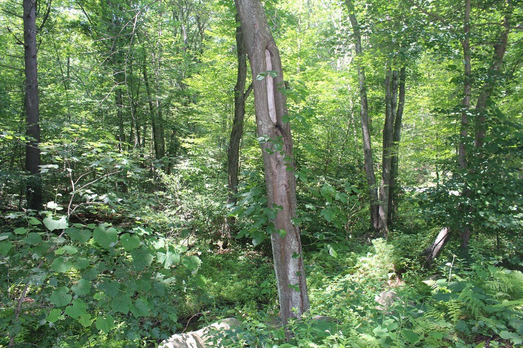 Lot 1 Laurel Road Bolton, MA 01740 - Photo 4 of 15 a view of forest