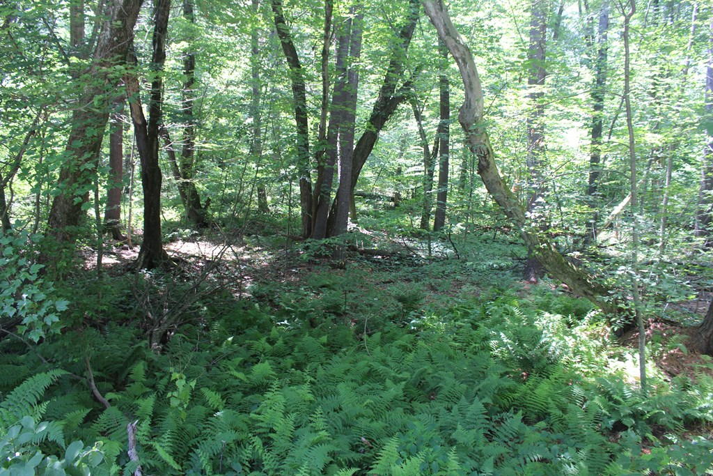 Lot 1 Laurel Road Bolton, MA 01740 - Photo 6 of 15 a view of outdoor space and green space