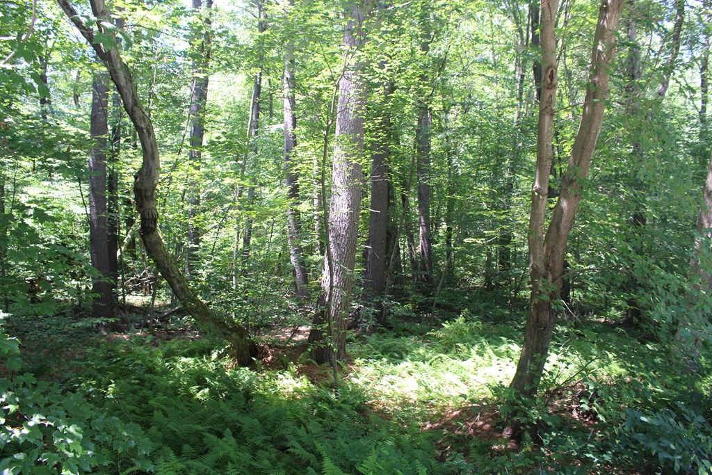 Lot 1 Laurel Road Bolton, MA 01740 - Photo 7 of 15 a view of forest