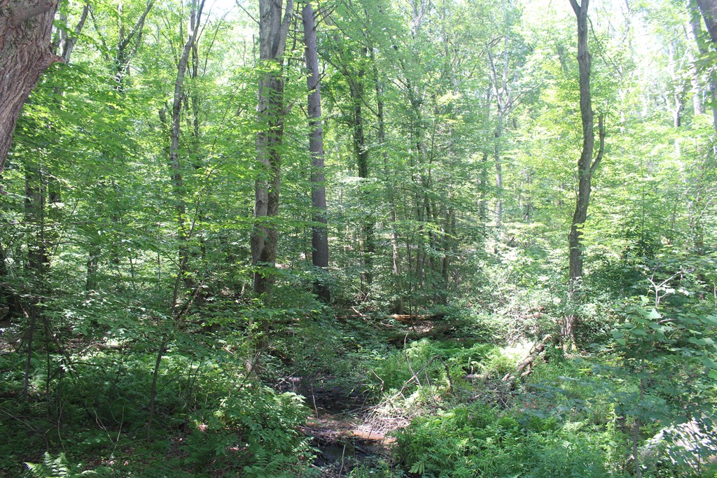 Lot 1 Laurel Road Bolton, MA 01740 - Photo 8 of 15 a view of a lush green forest