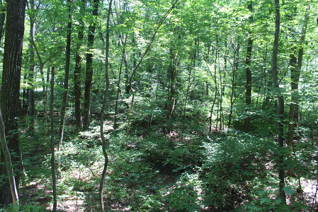 Lot 1 Laurel Road Bolton, MA 01740 - Photo 10 of 15