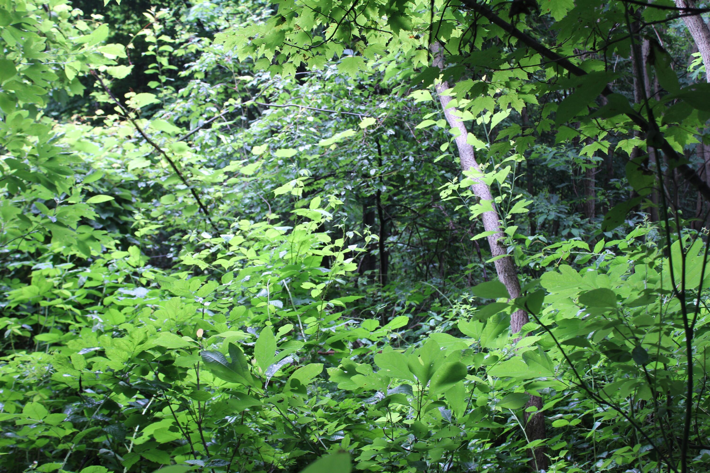 0 State Road Vermilion, OH 44089 - Photo 16 of 18 IMG_3451
