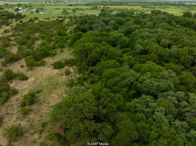 a view of a big yard with plants and large trees