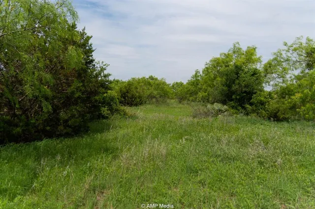 a view of a big yard with plants and large trees