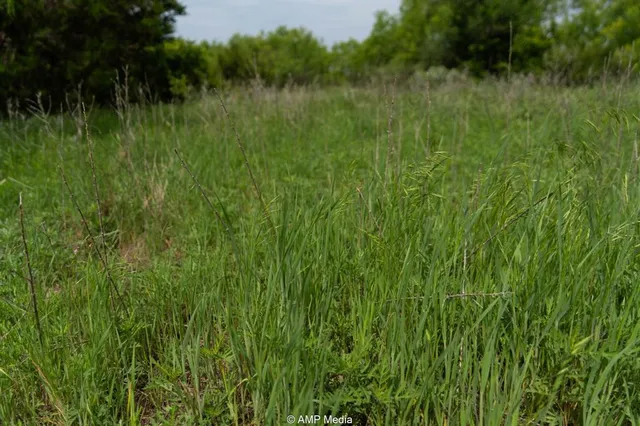 a view of a lush green space