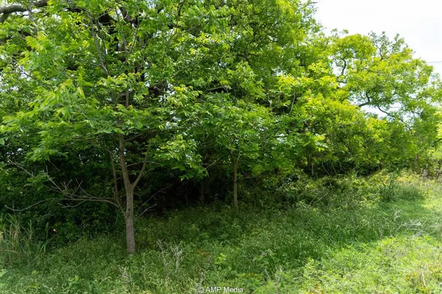a view of a lush green forest with lots of trees