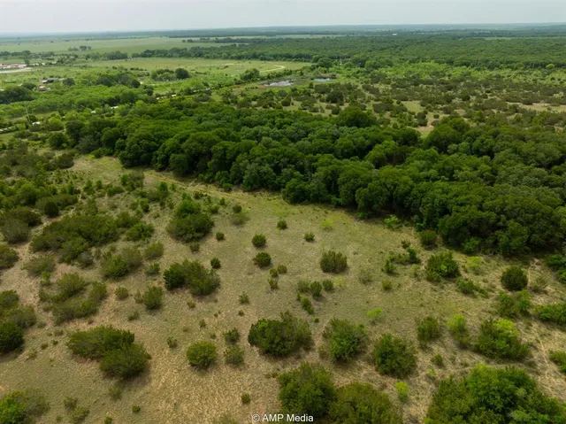 a view of a field with a tree