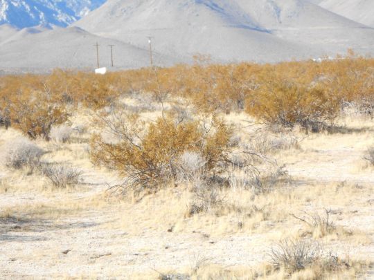 Neal Ranch Road Inyokern, CA 93527 - Photo 3 of 9 Gallery Image 3