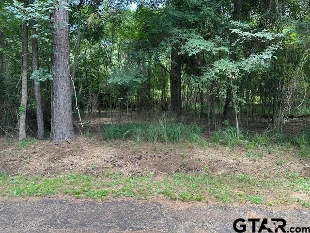 a view of a forest with a tree