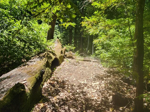 a view of outdoor space with green space