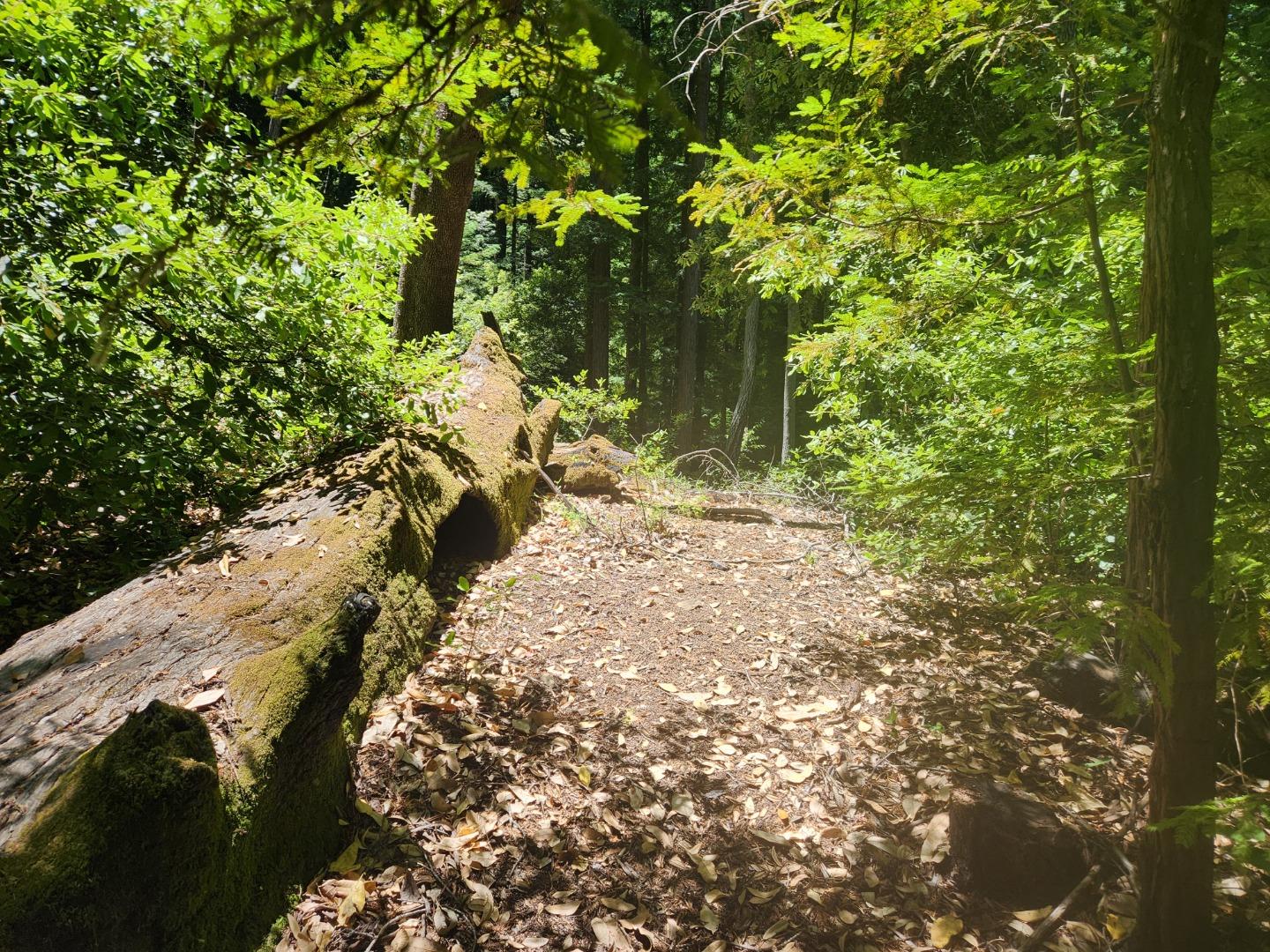 a view of outdoor space with green space