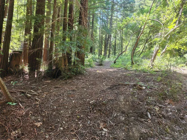 a view of a forest with trees