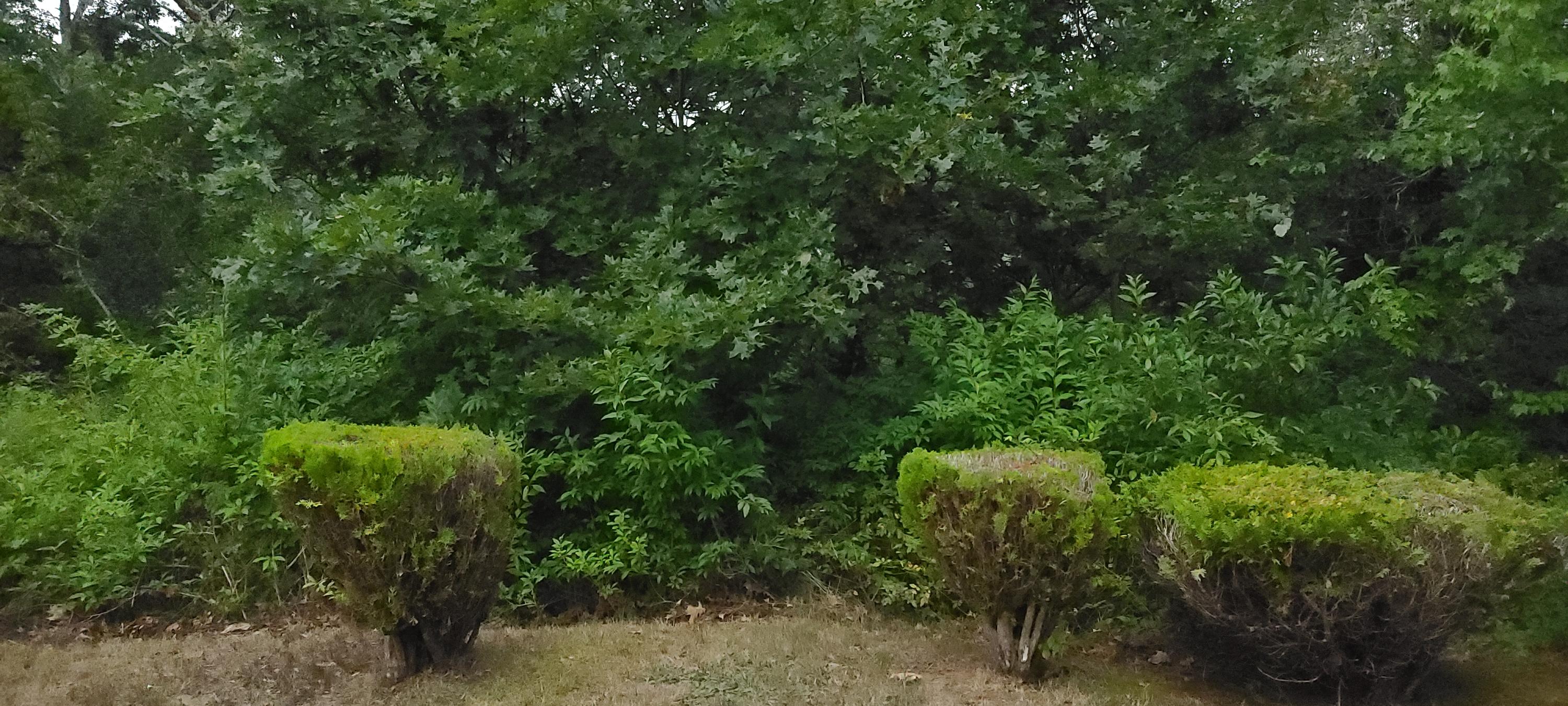 190 River Road Marstons Mills, MA 02648 - Photo 29 of 29 a view of a plants and trees