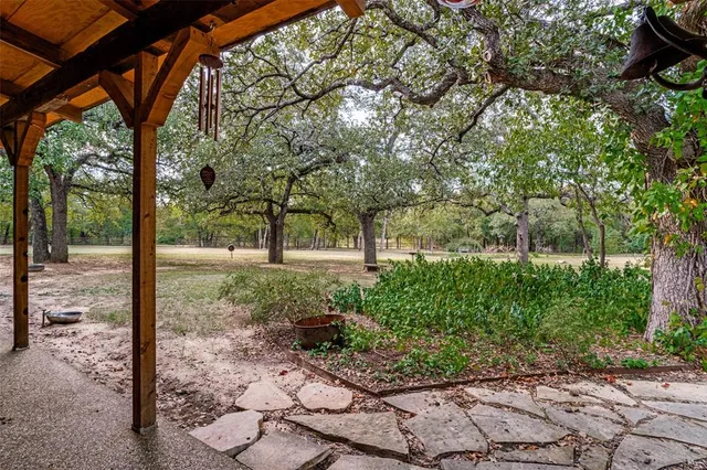 a view of a yard with plants and large trees