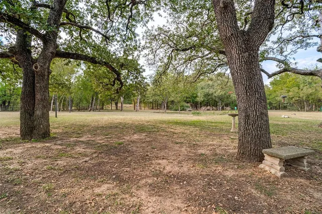 a view of a field with a tree