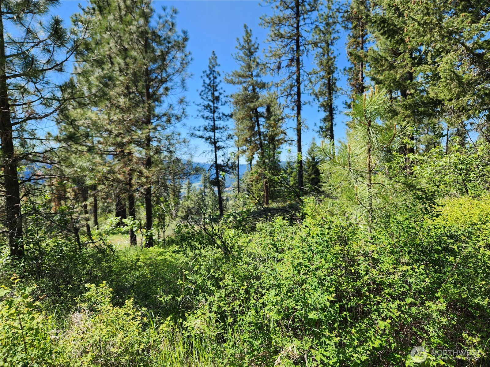 0 Gold Mountain Road Republic, WA 99166 - Photo 4 of 9 a view of a lush green forest