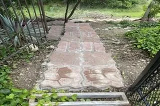 a view of a yard with plants