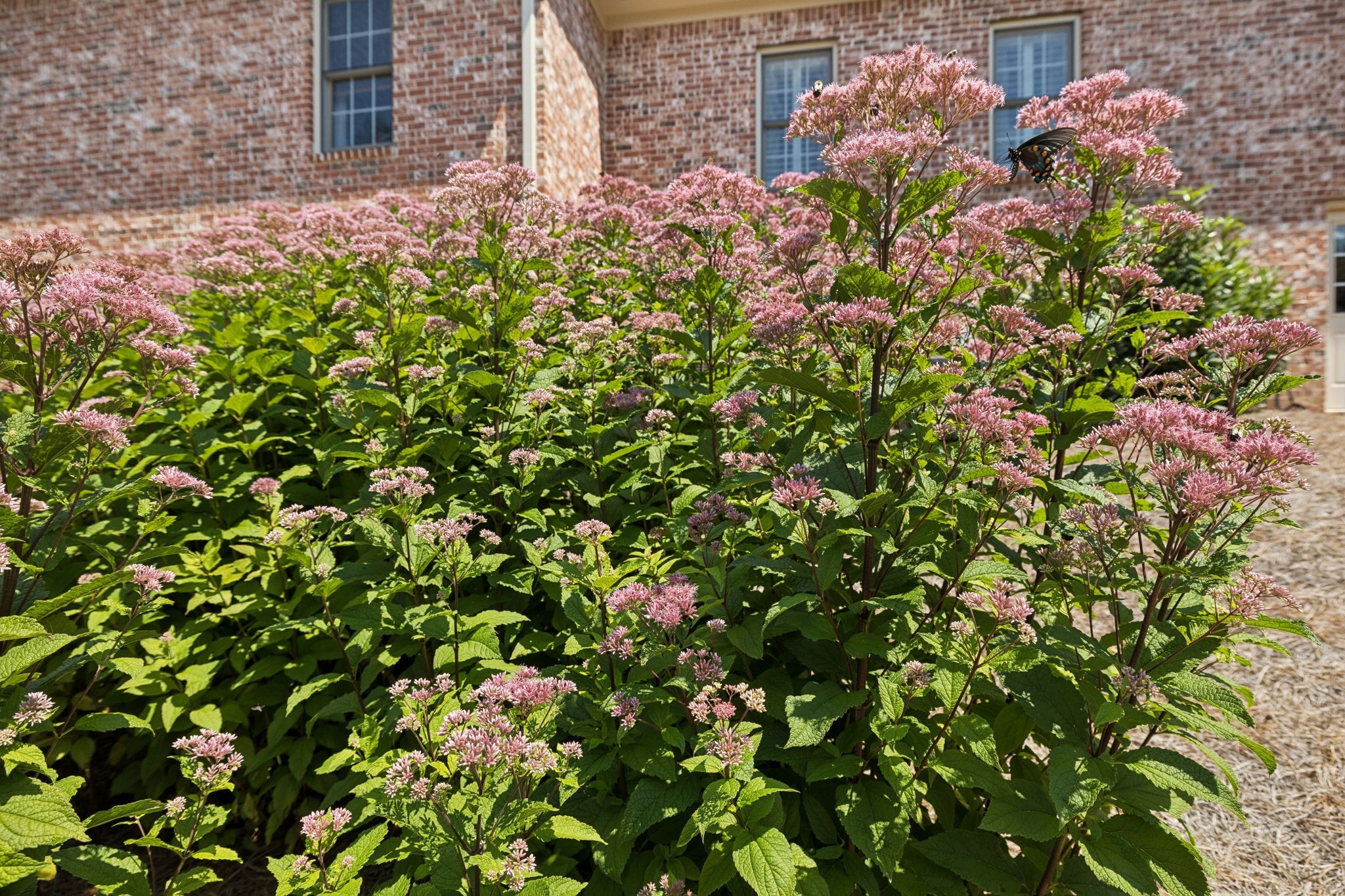 829 Highgrove Circle Franklin, TN 37069 - Photo 87 of 98