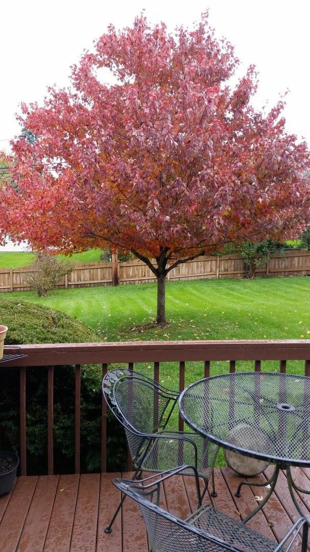 21W164 Canary Road Lombard, IL 60148 - Photo 20 of 22 Gallery Image 20