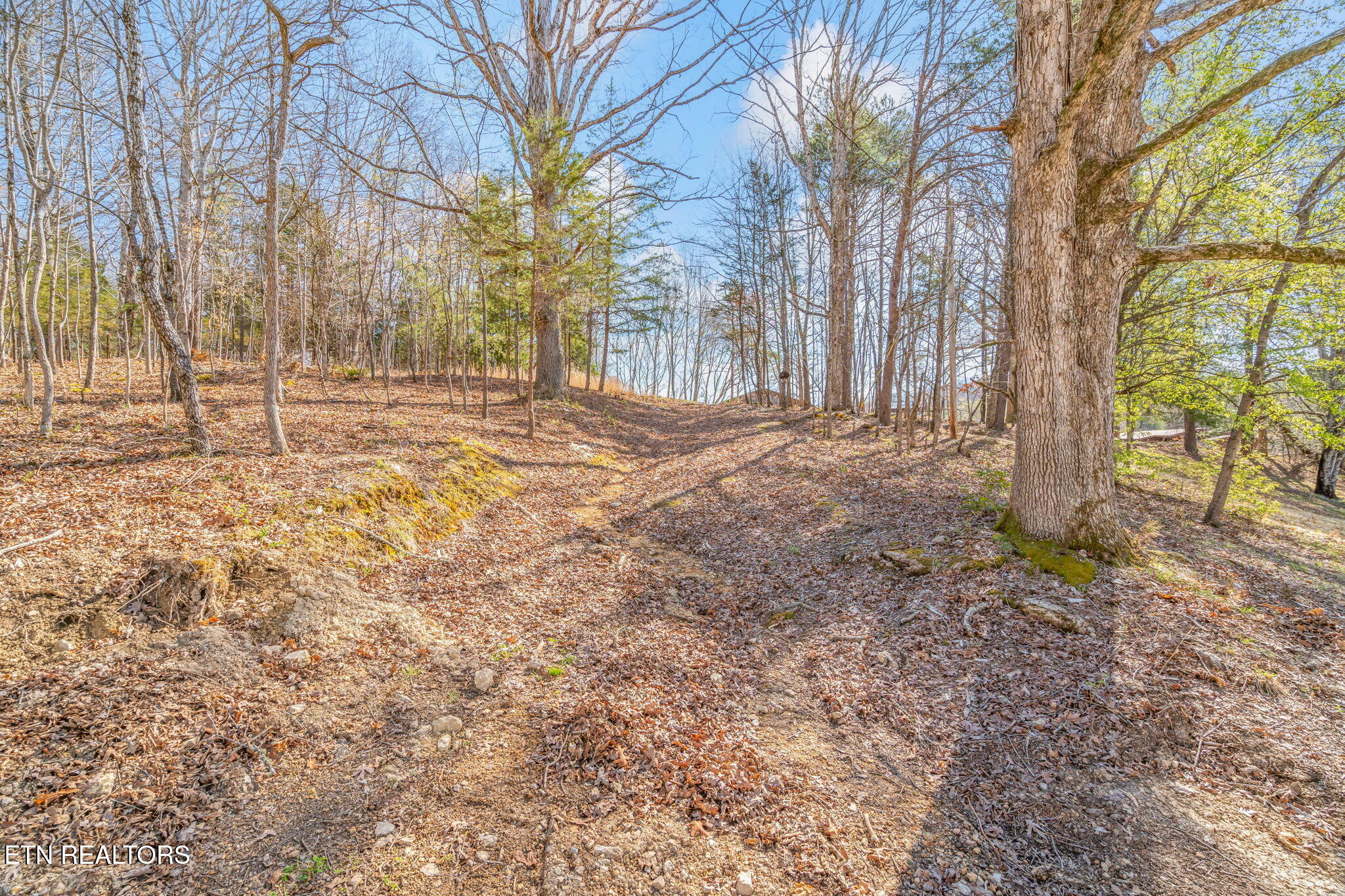 434 Pattie Gap Road Philadelphia, TN 37846 - Photo 17 of 59 17-web-or-mls-420 Pattie Gap Road-15