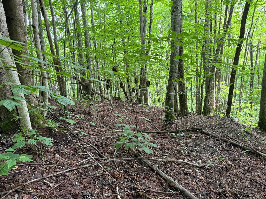 a view of a yard with lots of trees