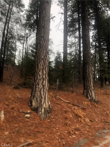 a view of outdoor space and trees