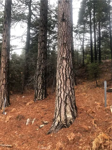 a view of a tree in a yard
