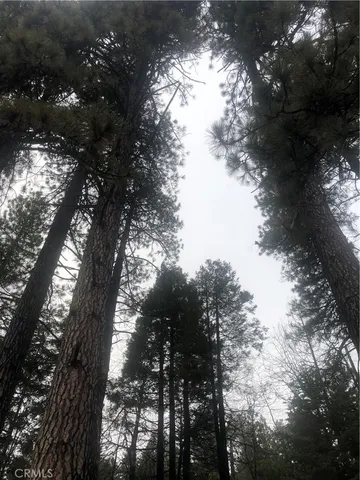 a view of a trees with a trees