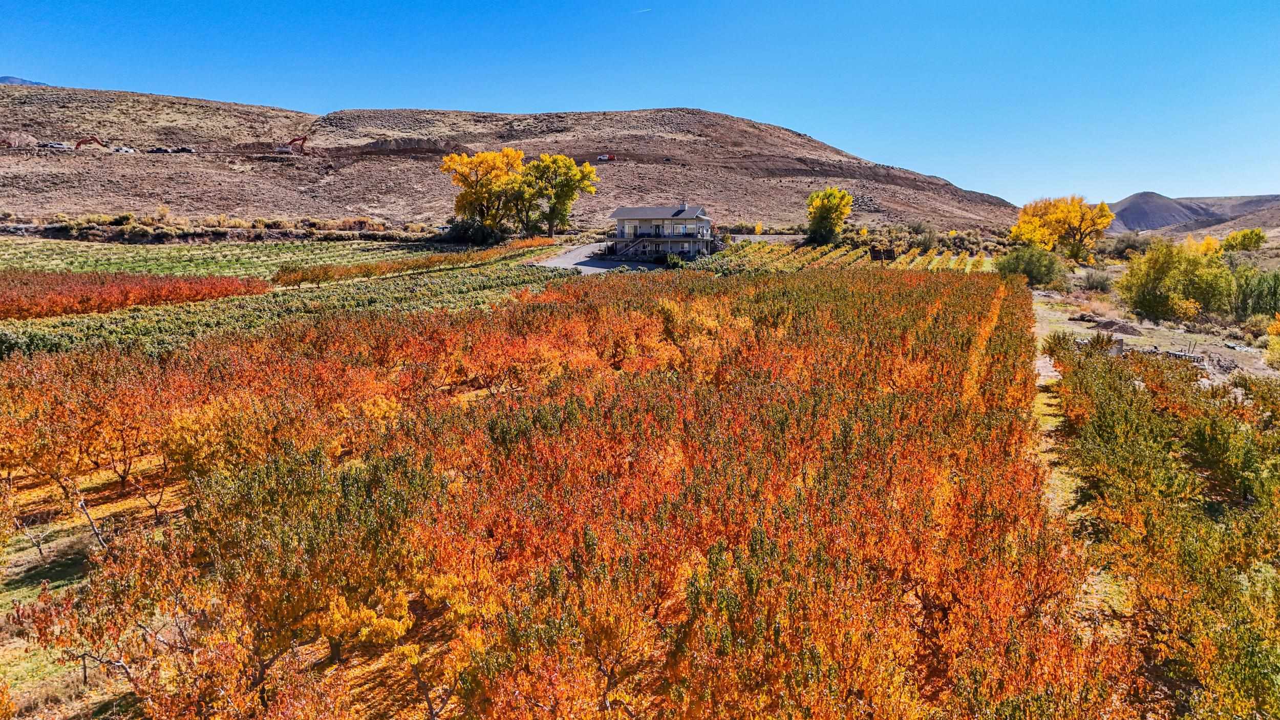 3707 F Road Palisade, CO 81526 - Photo 11 of 31 Gallery Image 11