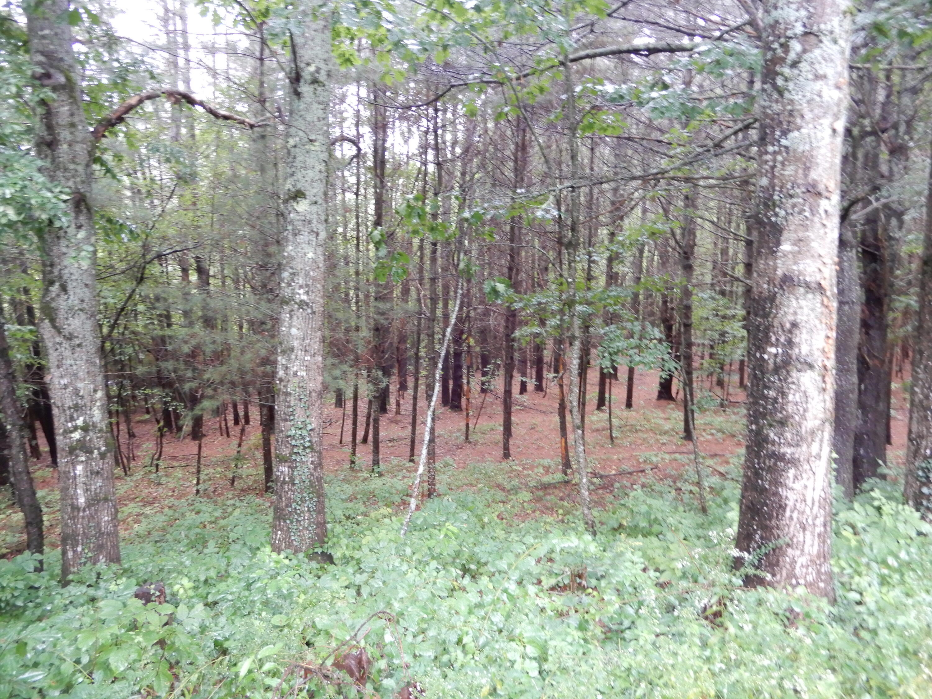 1300 Cape Road Limington, ME 04049 - Photo 34 of 40 DSCN8004