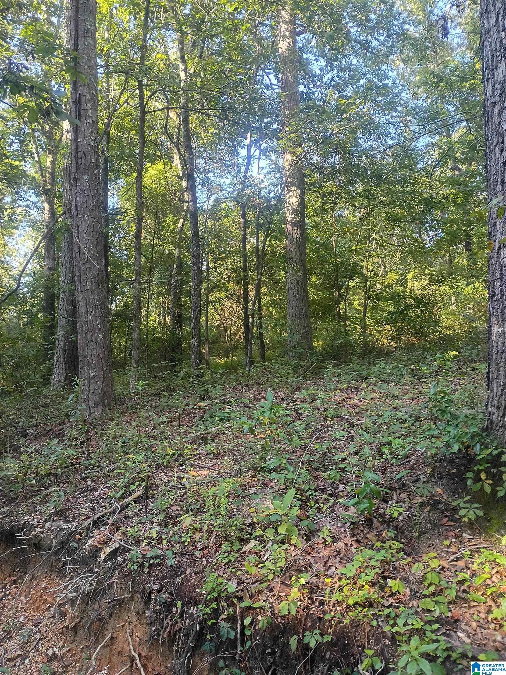 7 Mckesie Street, Unit 3 Riverside, AL 35135 - Photo 2 of 5 Gallery Image 2