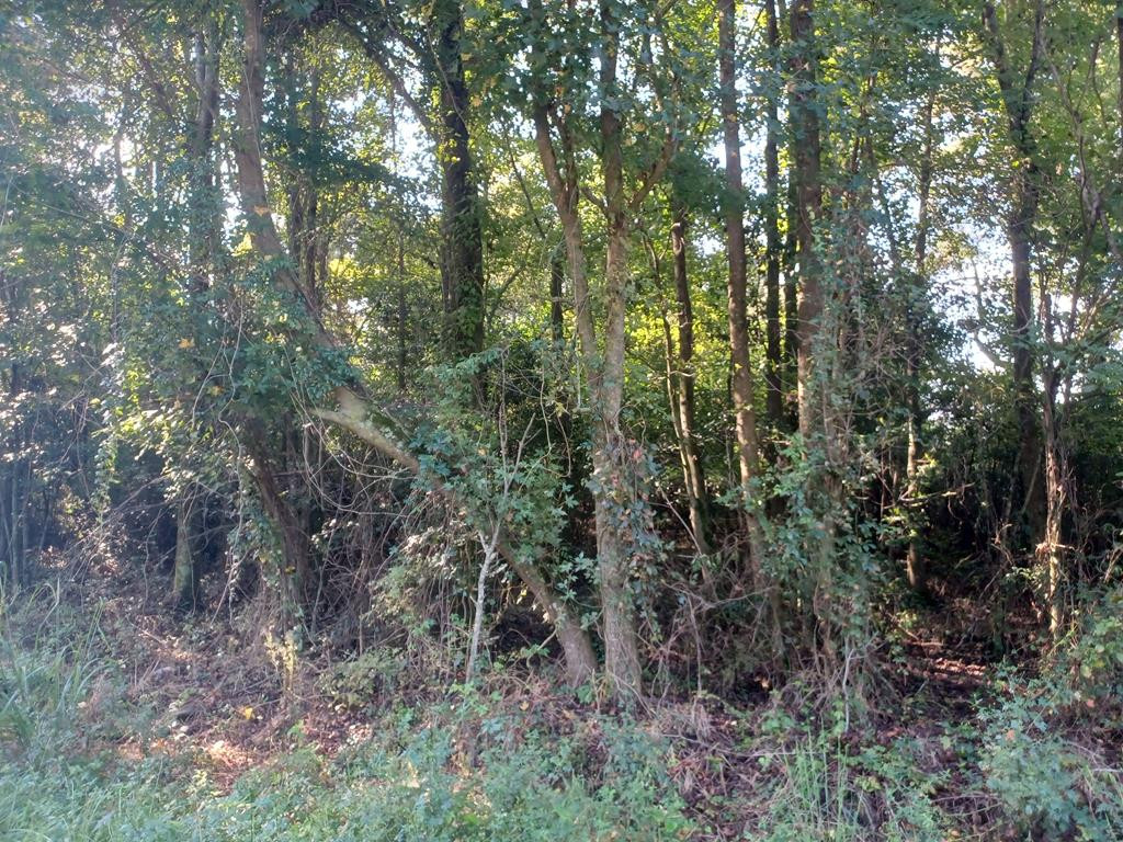 Tbd Brock Road Pinewood, SC 29125 - Photo 3 of 4